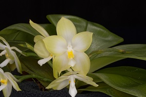 Phal. James P Folsom_Huntingtons Scholar_AM_81 pts.